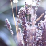 Frischer Lavendel bringt der Sauna Jurte auf den Events einen guten Duft