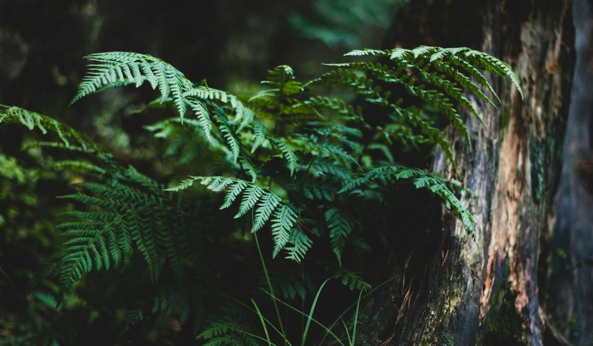 green fern plant on brown tree trunk