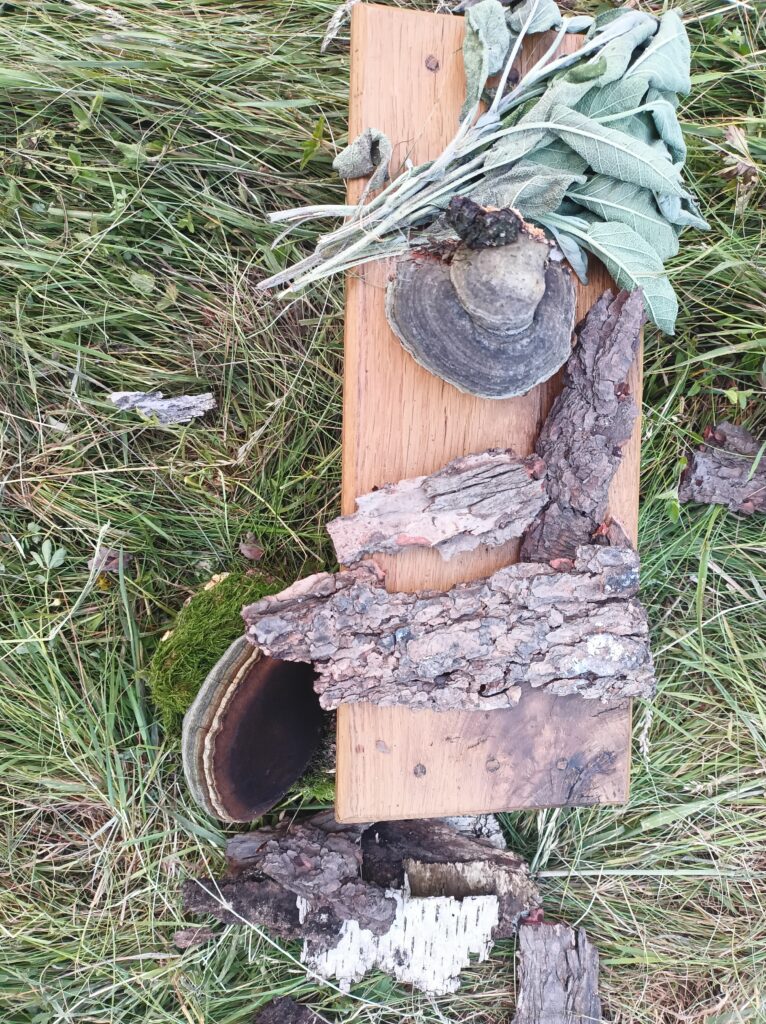 Gesammelte Rinde und Pilze, Feuerspahn