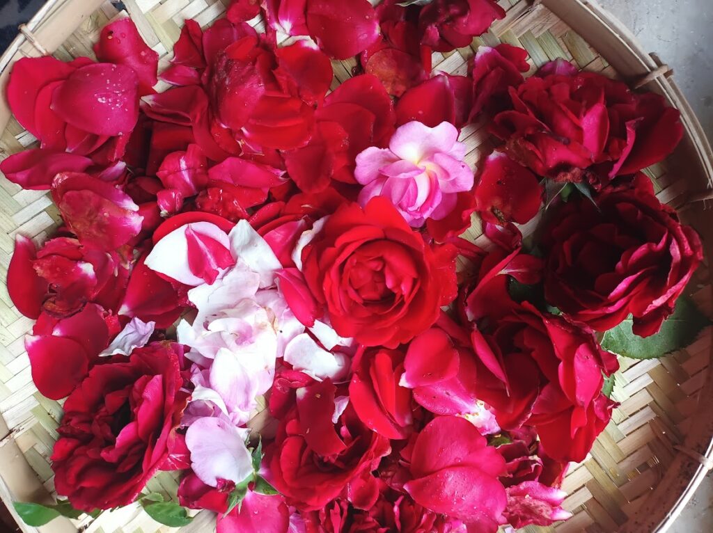 Rosenblätter geerntet in einer schale