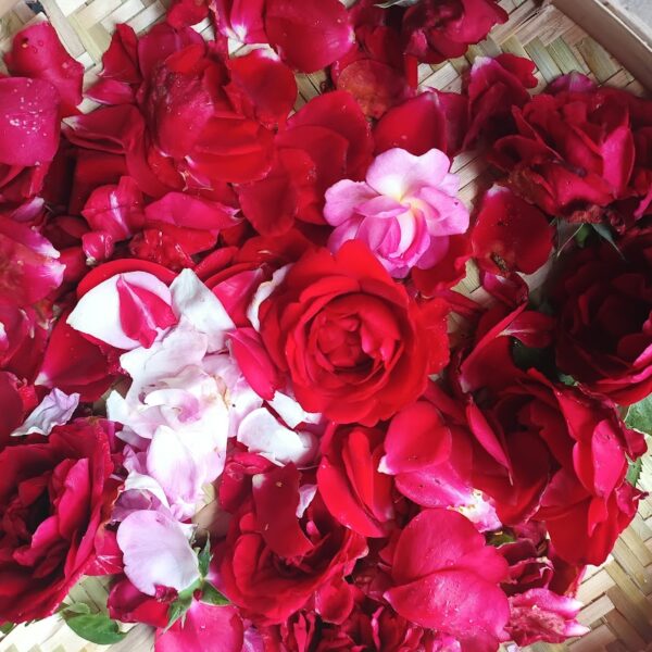 Rosenblätter geerntet in einer schale