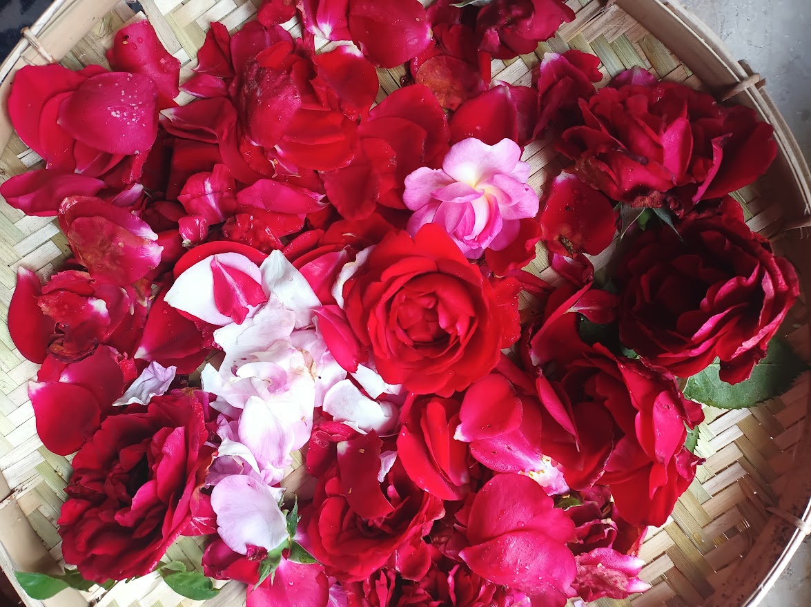 Rosenblätter geerntet in einer schale