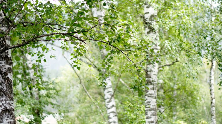 Mehr über den Artikel erfahren Birkenzweig Aufguss und Zeremonie